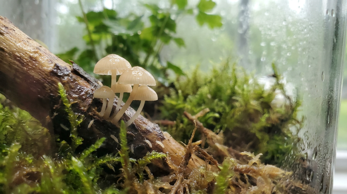 Mushrooms Appearing