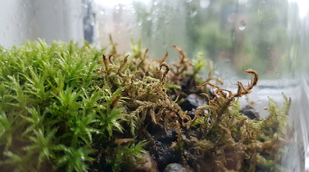 Moss Turning Brown