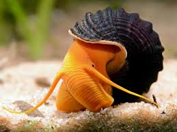 Rabbit Snail