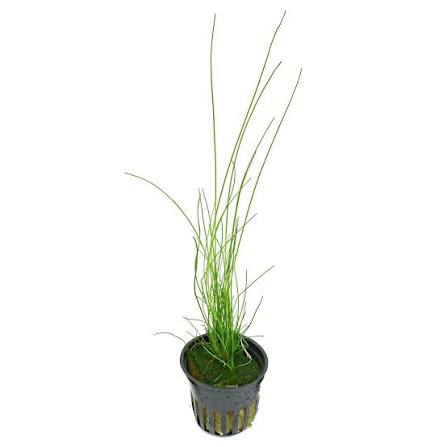 Eleocharis montevidensis