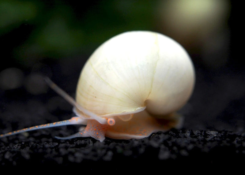 Ivory Snail