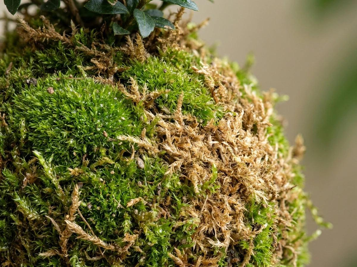 Moss Turning Brown