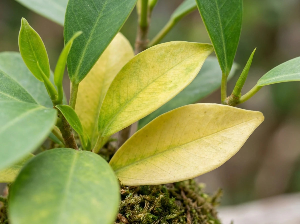 Yellowing Leaves
