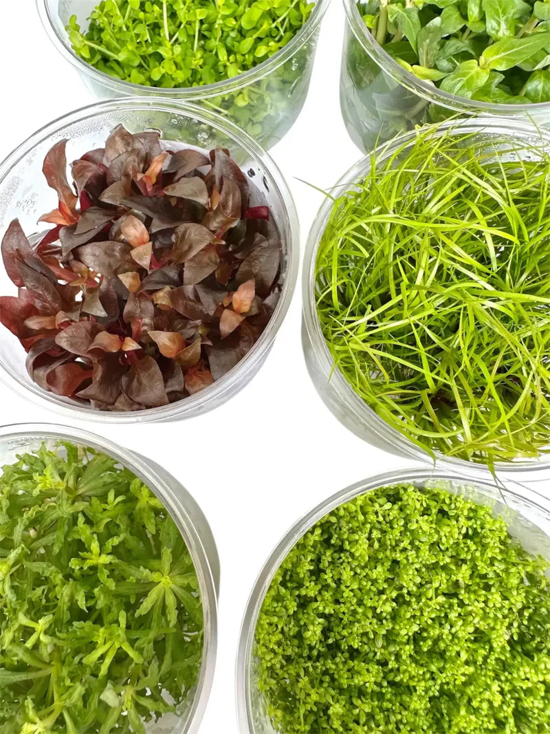 Pest-Free Tissue Culture