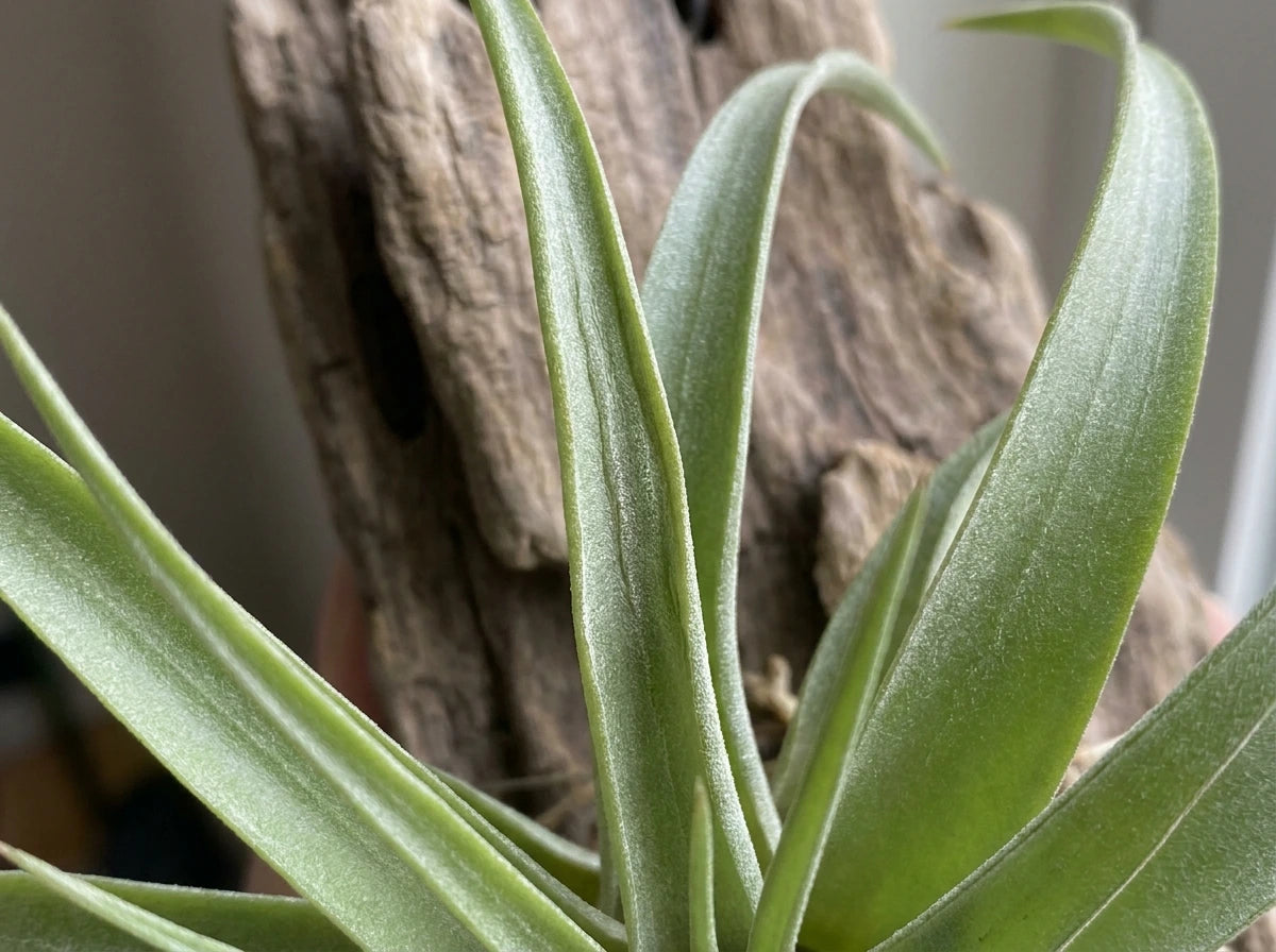 Leaves Becoming Wrinkled