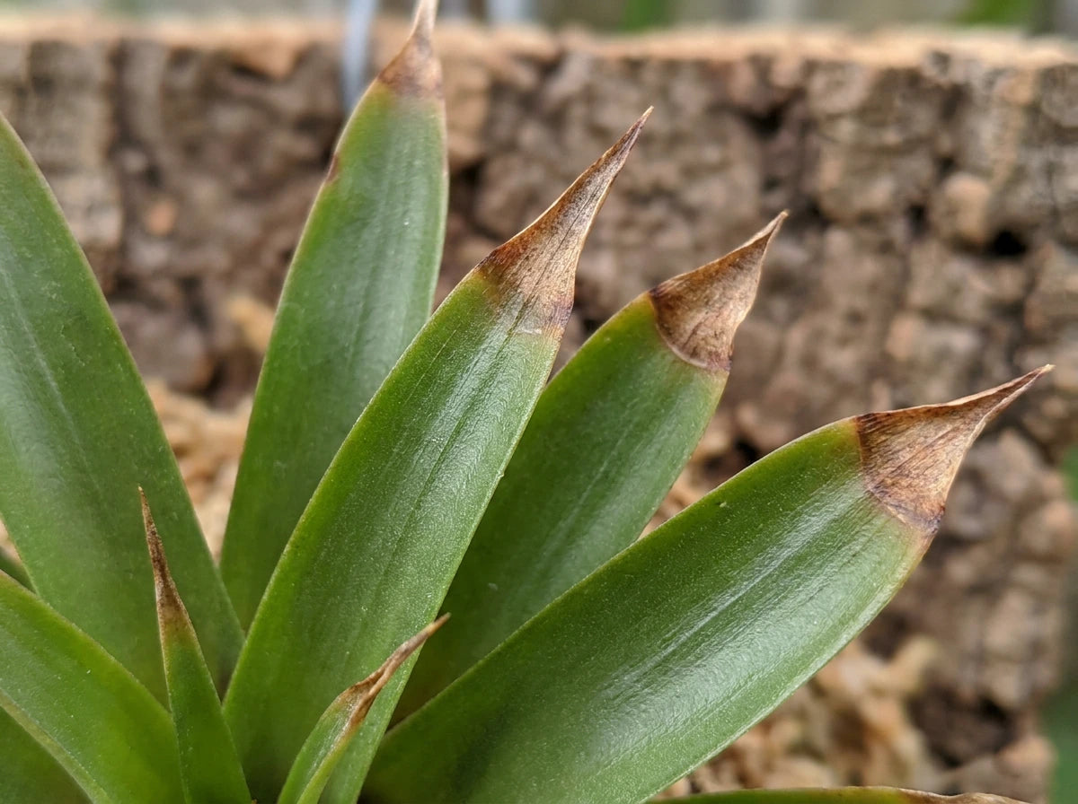 Leaf Tips Turning Brown