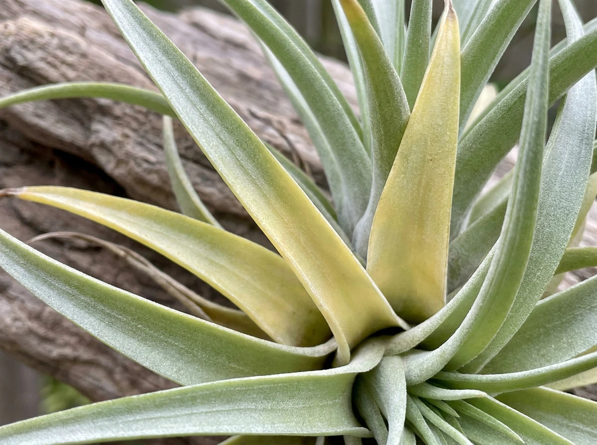 Yellowing Leaves