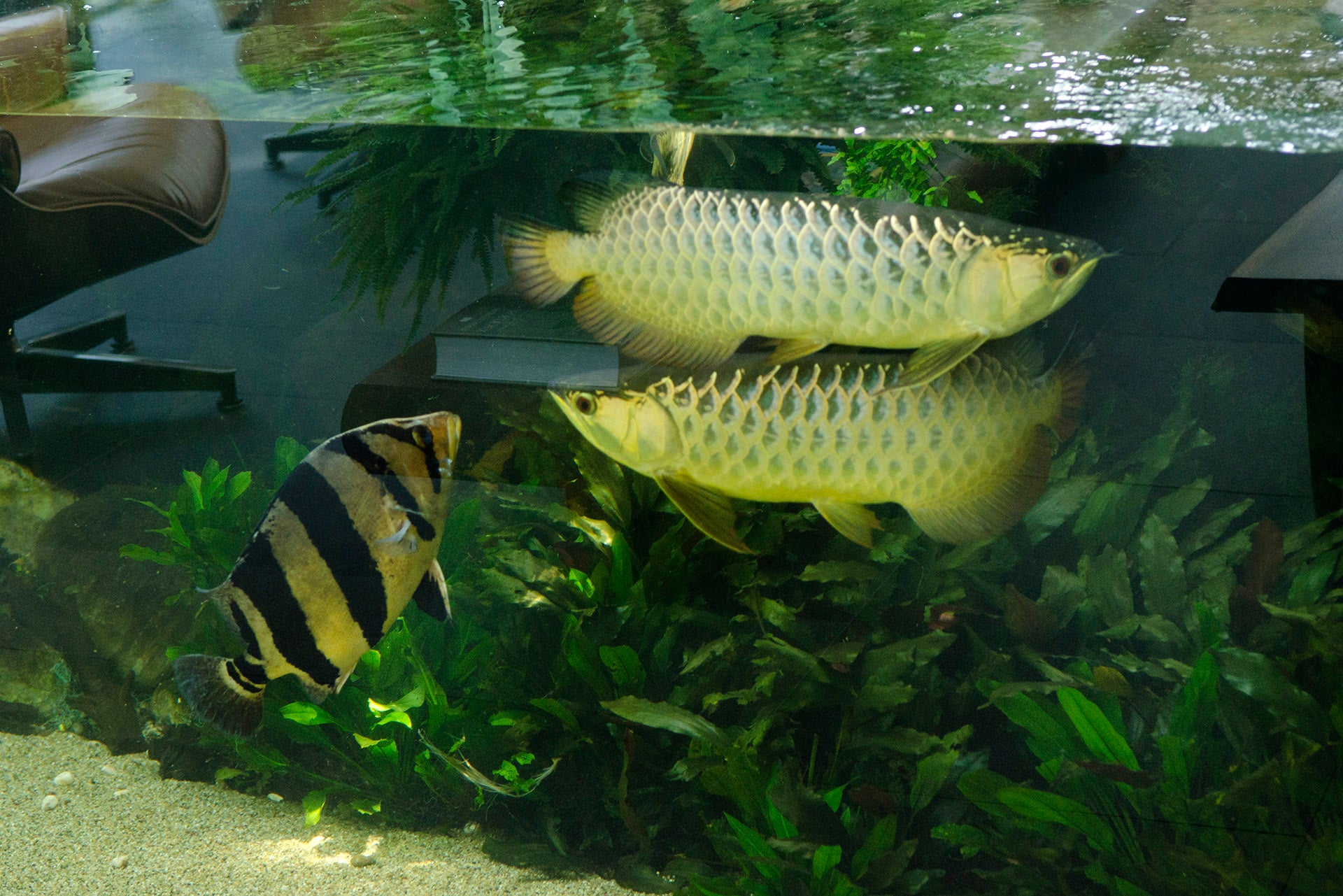Monster Lake Ranch Fish Monster Fish Tank