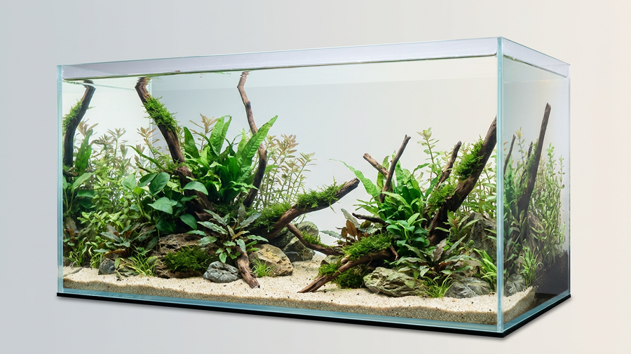 Planted Tank