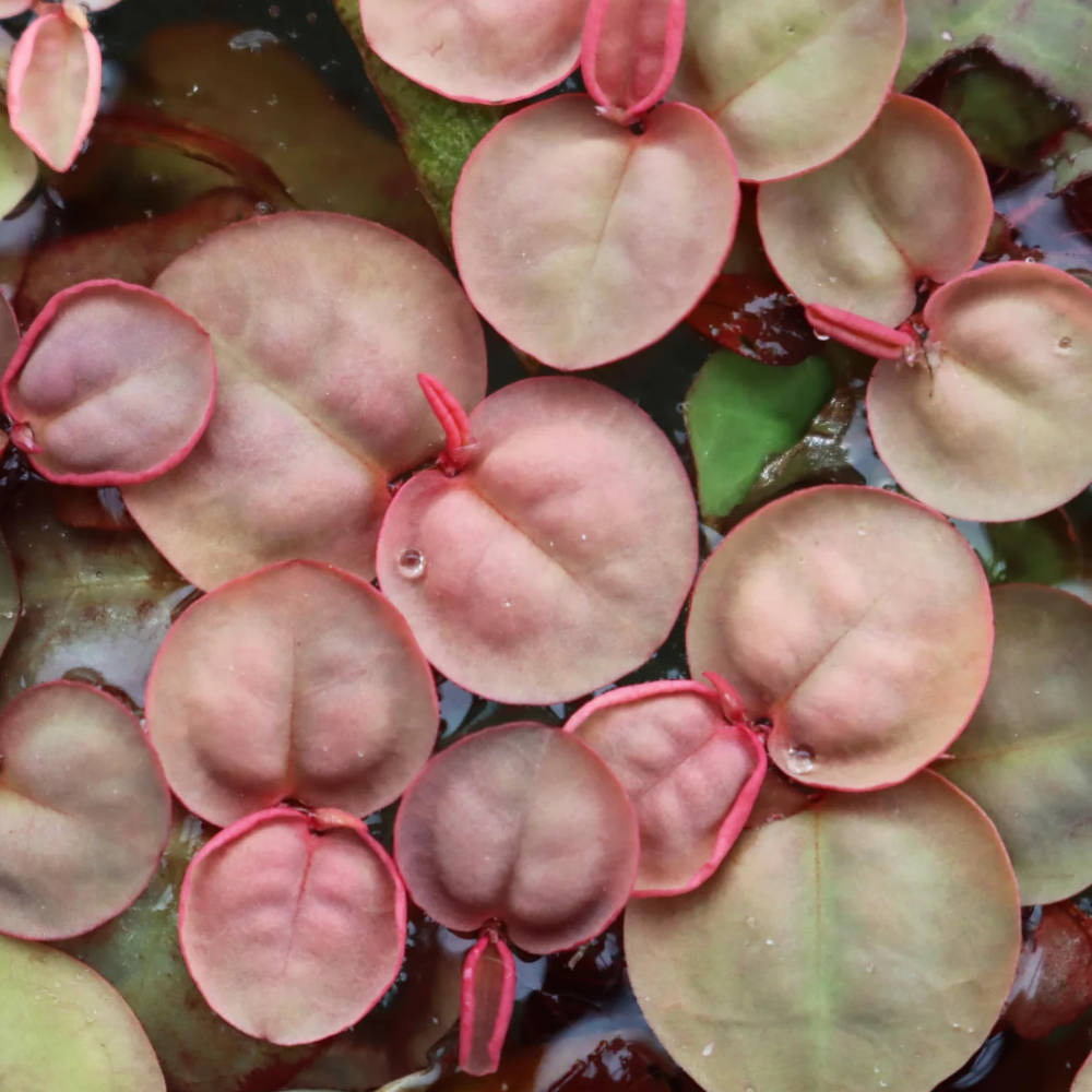 Floating Plants #6 Phyllanthus fluitans (Red Roots Floater / Cup)