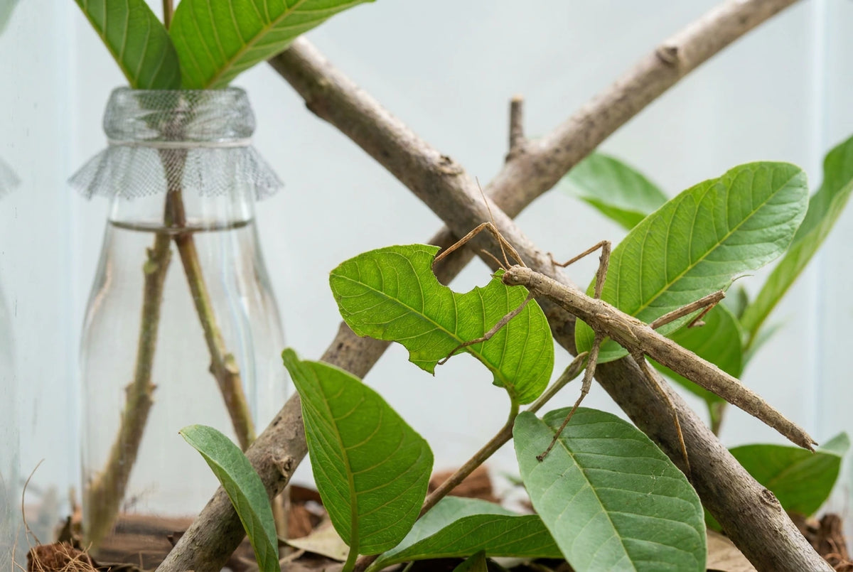 Feeding Fresh Food Plants