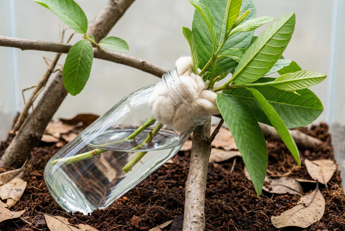 Keeping Leaves Fresh