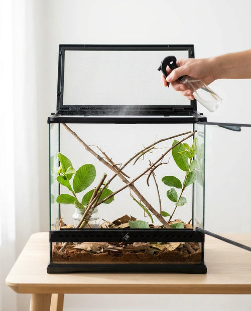 Stick Insect Care
