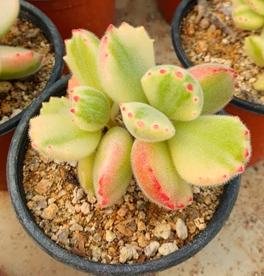 S&CPO54 - (005) Cotyledon tomentosa variegated