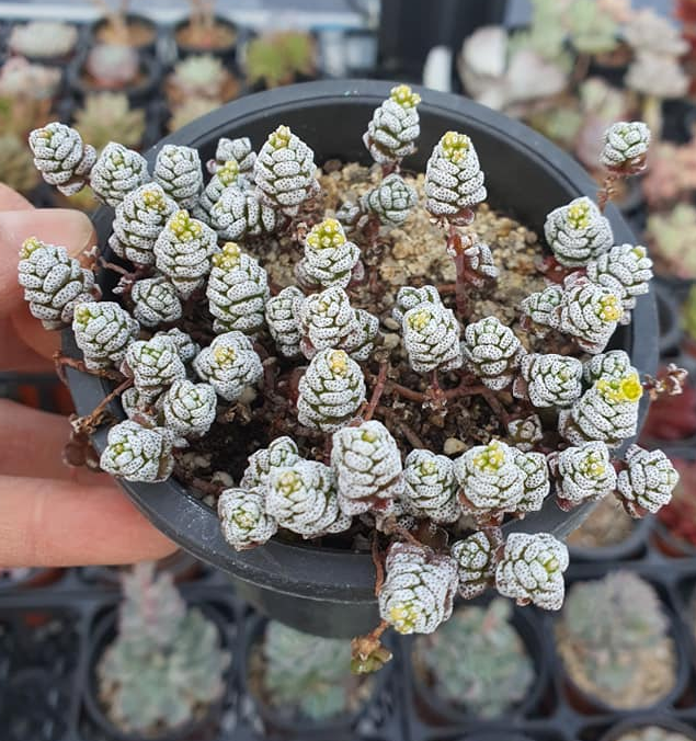 S&CPO524 - (012) Crassula sp (May not remain as 1 whole plant after bare root)