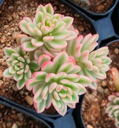 S&CPO54 - (030) Variegated sp