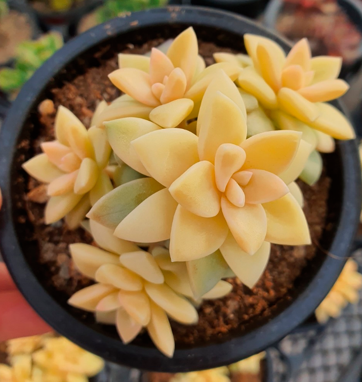 S&CPO54 - (045) Variegated sp