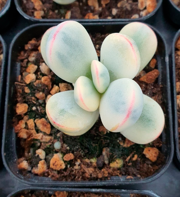 S&CPO54 - (054) Cotyledon orbiculata oophylla variegated