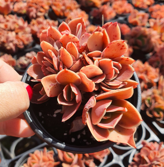 S&CPO35 - (059) Red pinkle  cristata