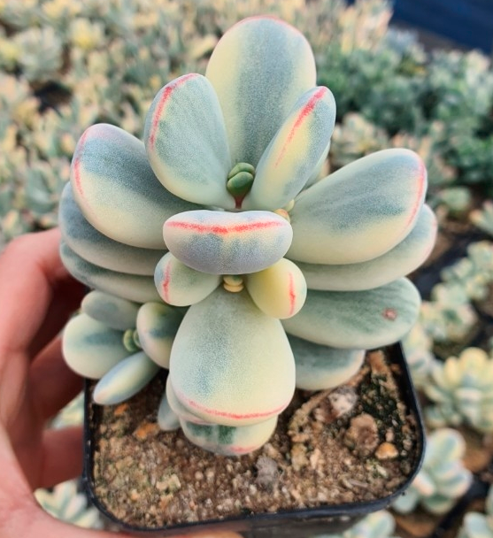 S&CPO54 - (070) Oophylla variegated