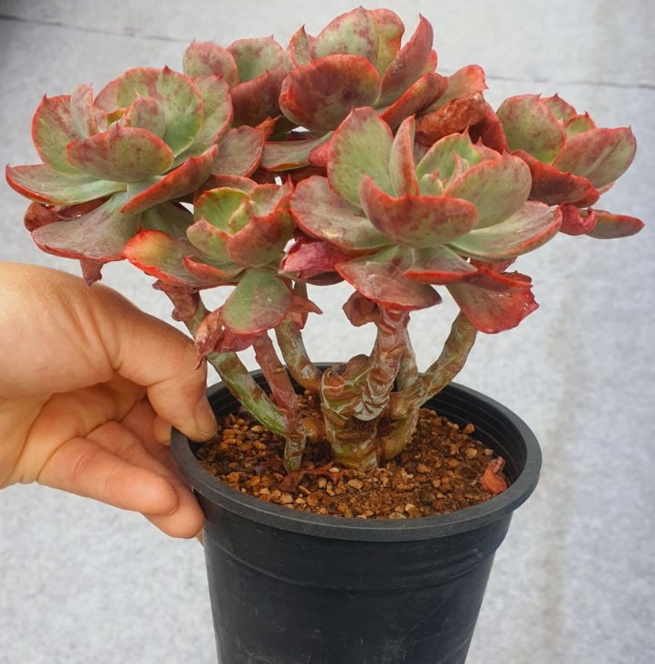 S&CPO54 - (079) Variegated sp
