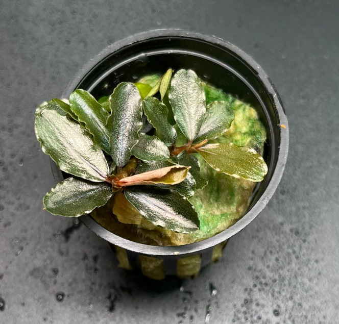 Bucephalandra Brownie Blue (1679 / 1 POT)