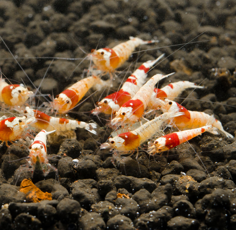 Crystal Red Shrimp (10 pc)