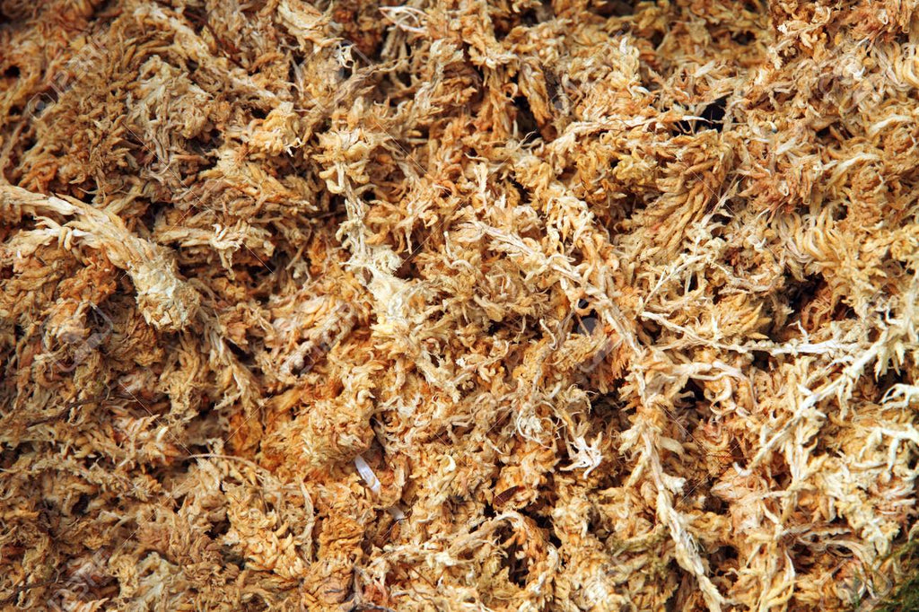 Sphagnum Moss (Dried)