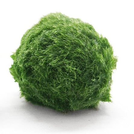 Marimo Moss Balls – Terrarium Designs