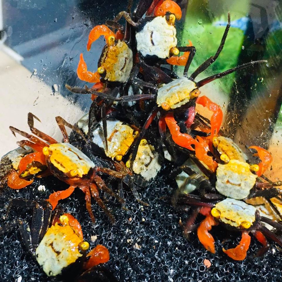 Geosesarma rouxi (Rainbow Vampire Crab) – Green Chapter