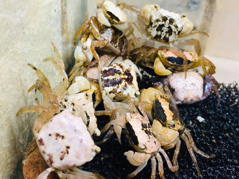 Metasesarma obesum (Batik Vampire Crab)