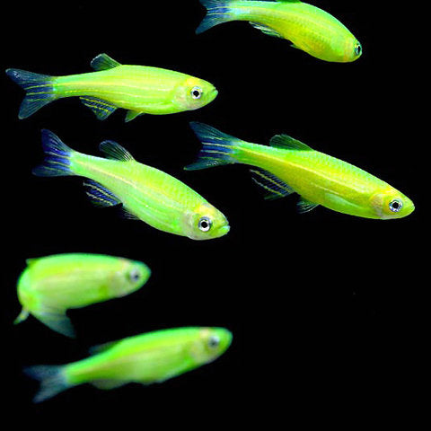 Neon Danio (Green)