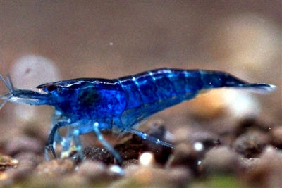 Dark Blue Shrimps (10 pc)