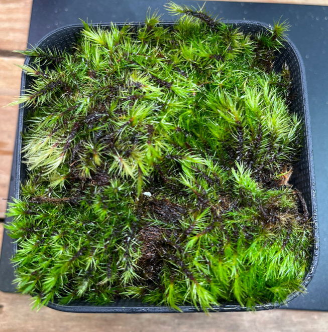 Moss (Type D / 10 x 10cm)