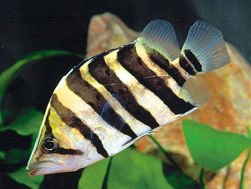 Indonesian Tiger Fishes (4-5")