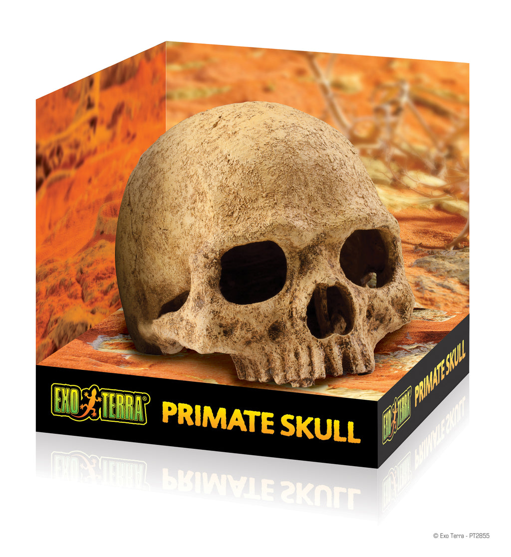 EXO-TERRA Human Skull