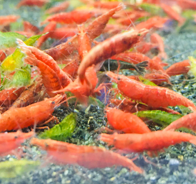 Painted Red Shrimps (10 pc)