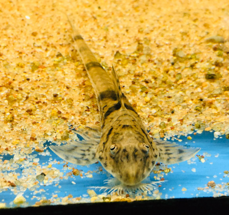 Rineloricaria fallax (4" long / Thin Body)