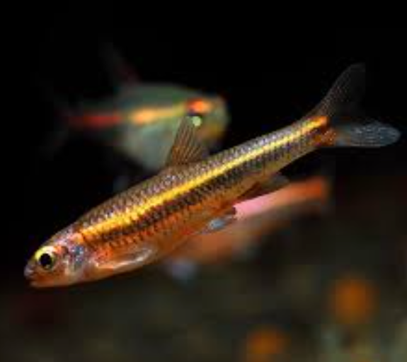 Rainbow shiner (Notropis chrosomus)