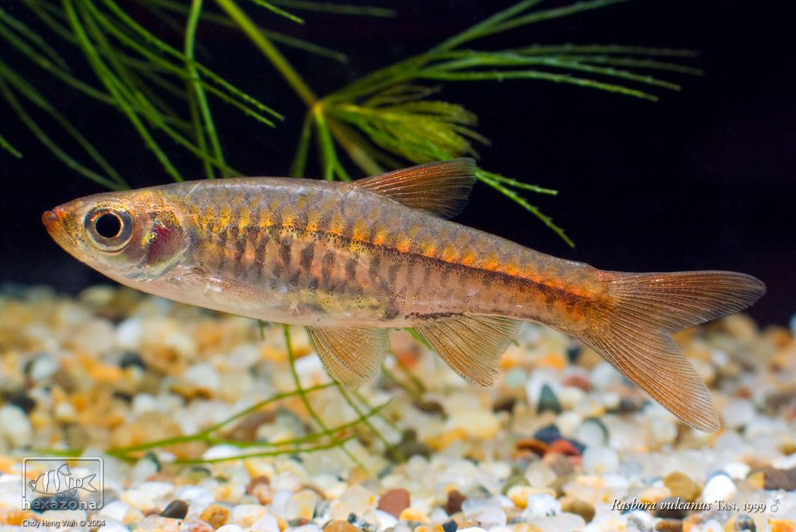 Rasbora vulcanus