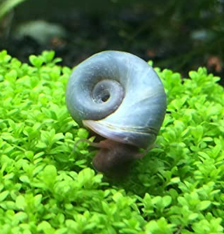 Ramshorn Snail (Blue)