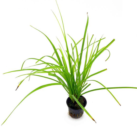 Cyperus helferi (1 POT)