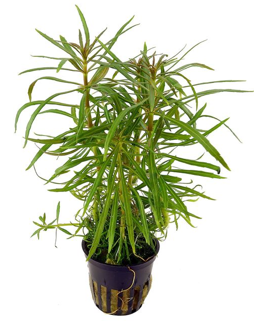 Pogostemon stellatus Narrow leaf (1 POT)