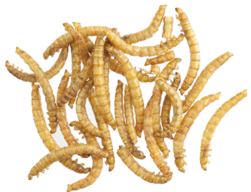 Meal Worm (1 Tub)