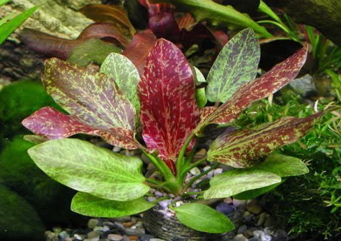Echinodorus Red Flame (1 POT)
