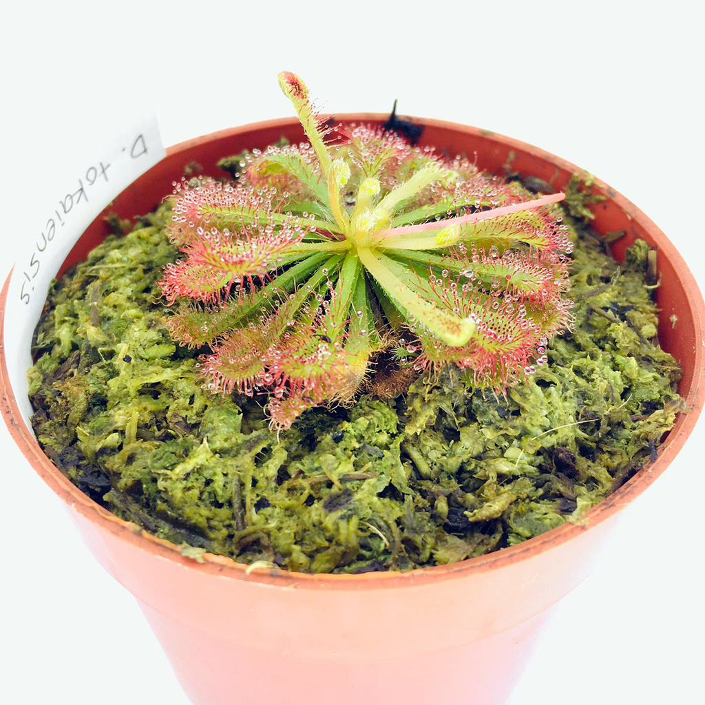 Drosera tokaiensis