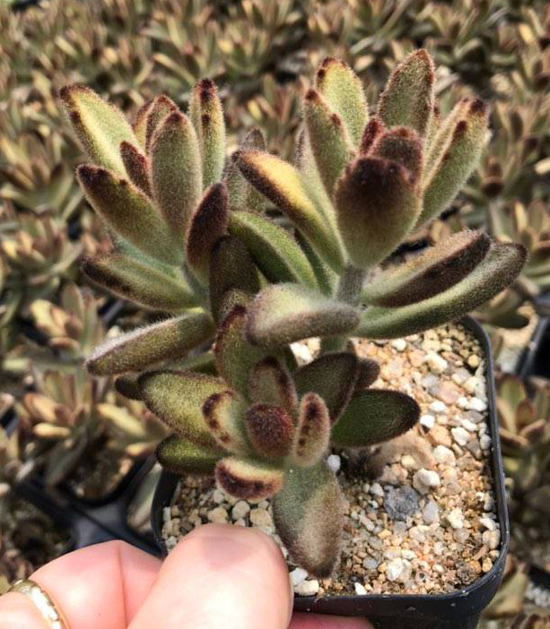 S&CPO77 - (018) Kalanchoe Chocolate Soldier