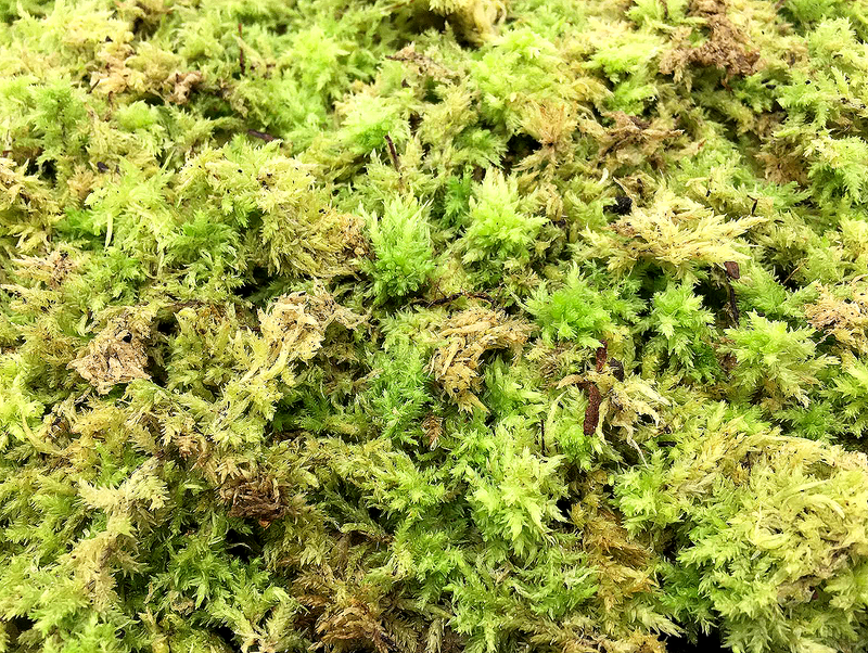 Live Sphagnum moss (10 x 10cm)