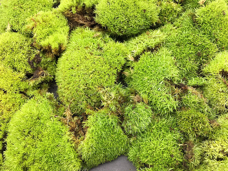Moss (Type A / Bag Tub)