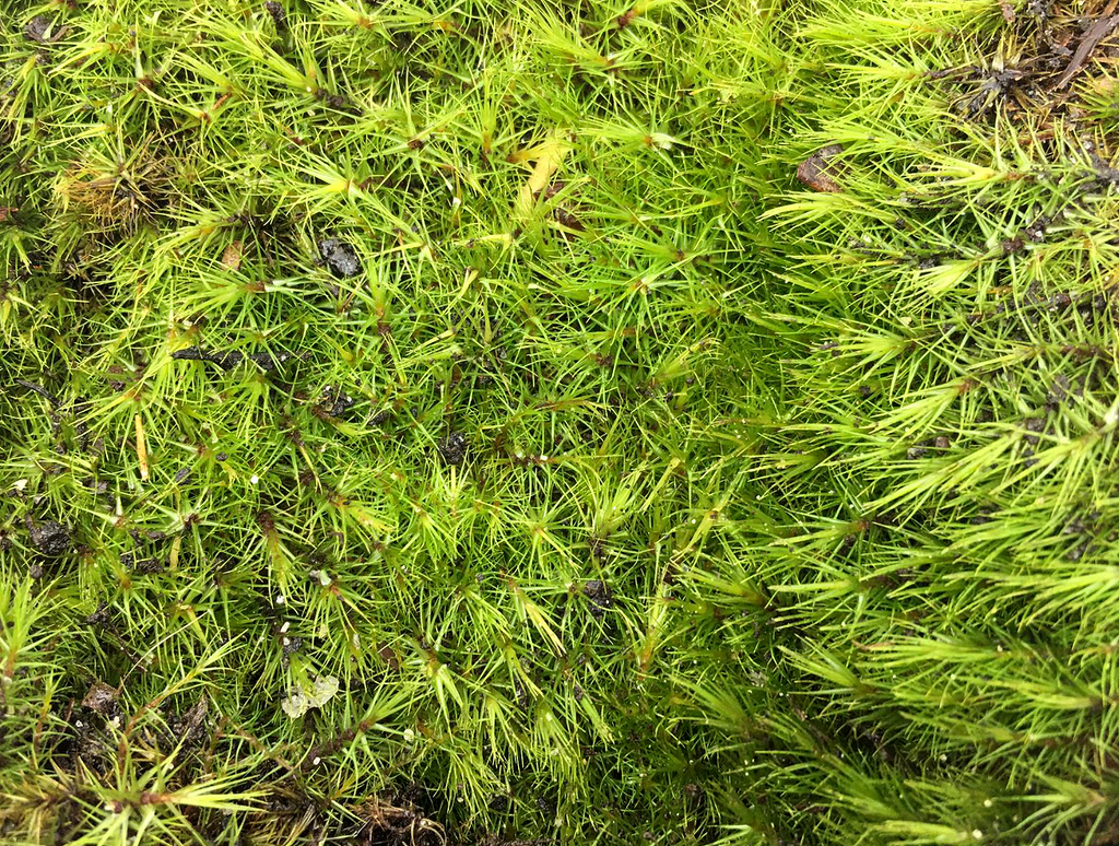 Moss (Type D / 10 x 10cm)
